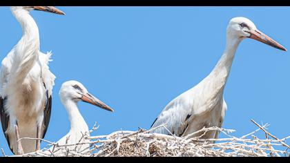 White Stork
