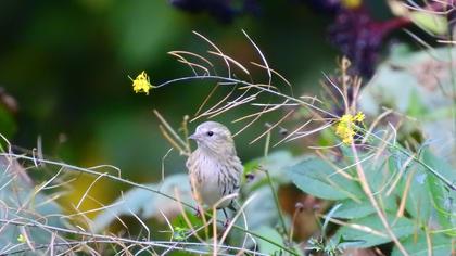 Eurasian Siskin