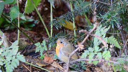 European Robin
