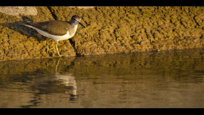 Common Sandpiper