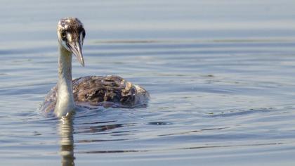 Great Crested Grebe