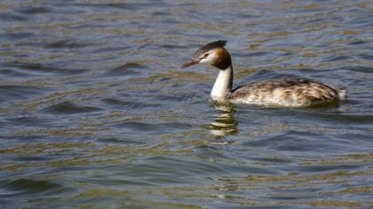 Great Crested Grebe