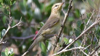 Willow Warbler