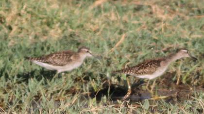 Wood Sandpiper