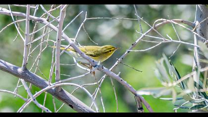 Wood Warbler