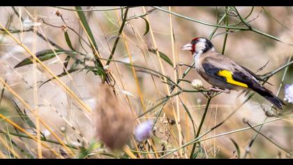 European Goldfinch
