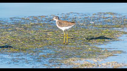 Wood Sandpiper