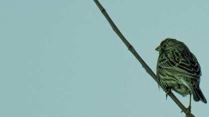 Corn Bunting