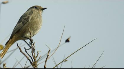 Black Redstart