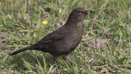 Common Blackbird