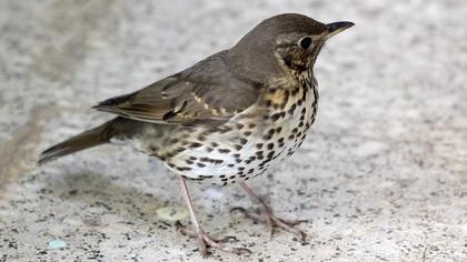 Song Thrush