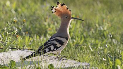 Eurasian Hoopoe