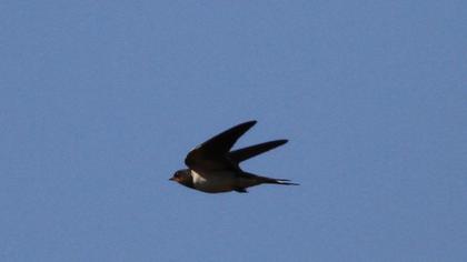 Barn Swallow