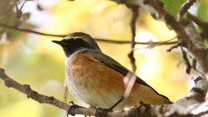 Common Redstart