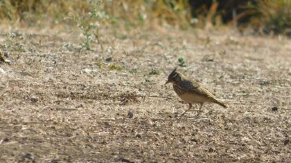 Crested Lark