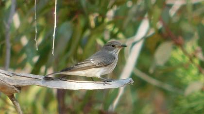Spotted Flycatcher