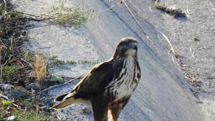 Long-legged Buzzard