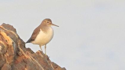 Common Sandpiper