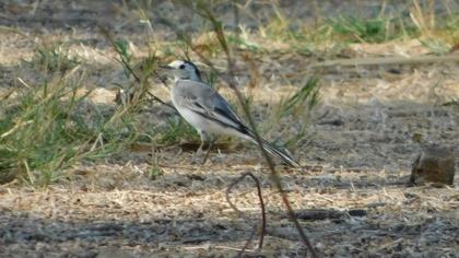 White Wagtail