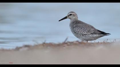 Red Knot