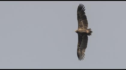 Cinereous Vulture
