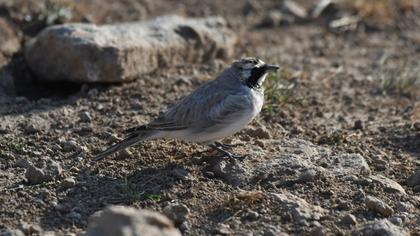 Horned Lark