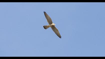 Common Kestrel