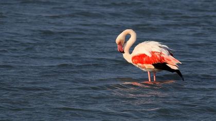 Greater Flamingo