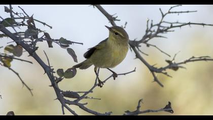 Willow Warbler