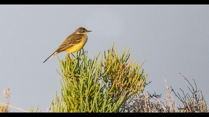 Western Yellow Wagtail