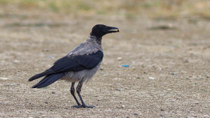 Hooded Crow