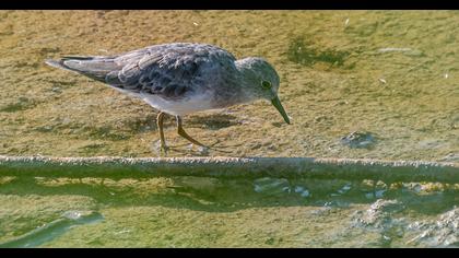 Temminck`s Stint