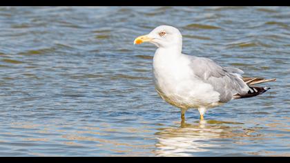 Yellow-legged Gull