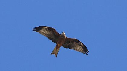 Black Kite