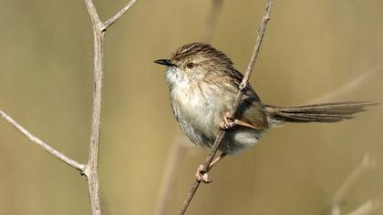 Delicate prinia