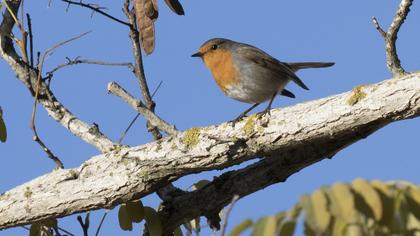 European Robin