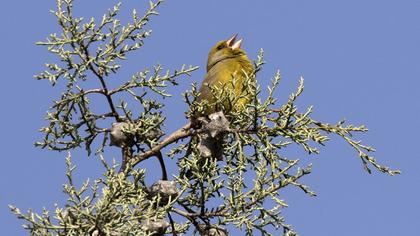European Greenfinch