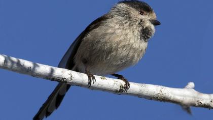 Long-tailed Tit
