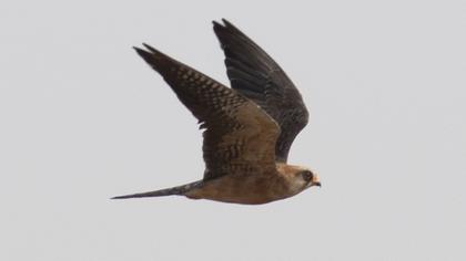 Red-footed Falcon