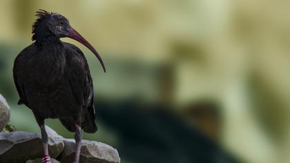 Northern Bald Ibis