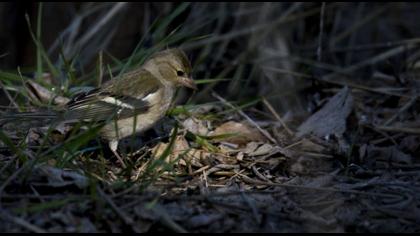 Common Chaffinch
