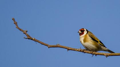 European Goldfinch
