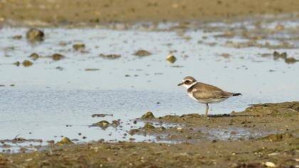Common Ringed Plover