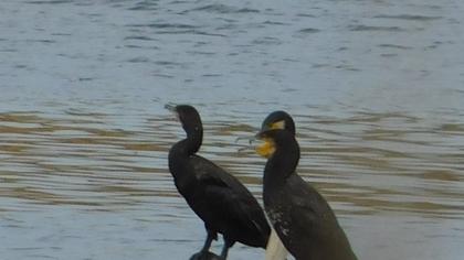Great Cormorant