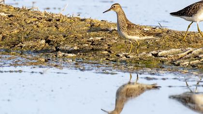 Pectoral Sandpiper