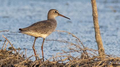 Common Redshank