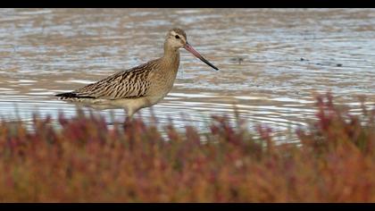 Bar-tailed Godwit