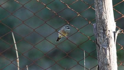 Cirl Bunting