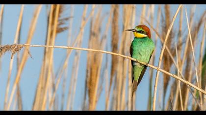European Bee-eater