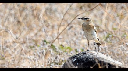 Isabelline Wheatear